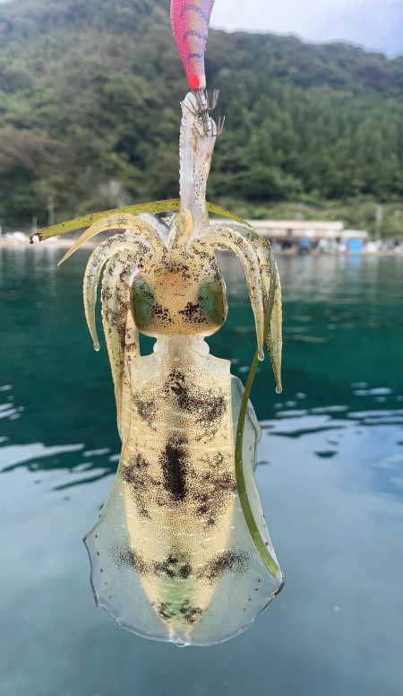 秋エギング開幕