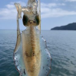 夏エギング・・・？