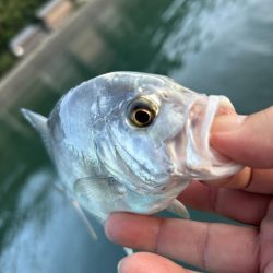 メッキのちセイゴ時々シマイサキ