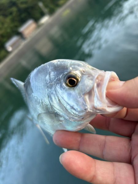 メッキのちセイゴ時々シマイサキ