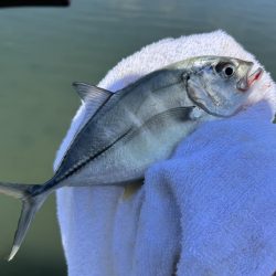 メッキ最盛期！