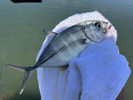 メッキ最盛期！