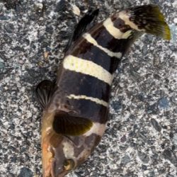 初のアオハタ釣れました