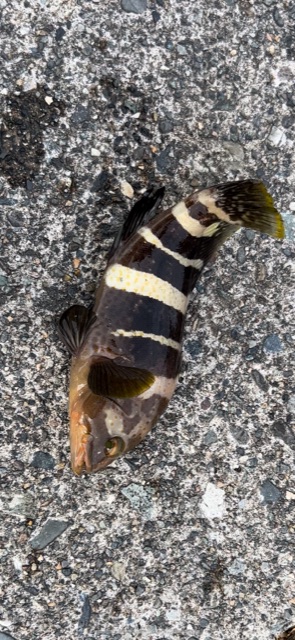 初のアオハタ釣れました