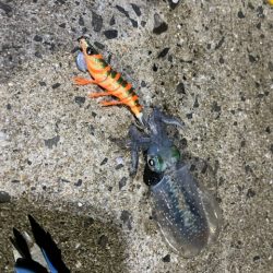 苦手なエギングで