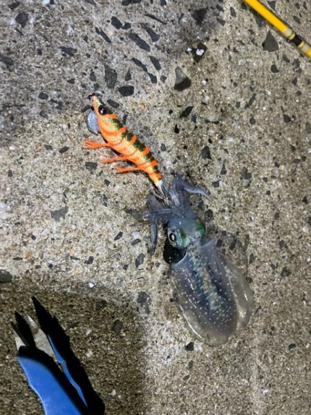 苦手なエギングで