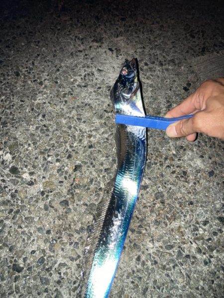 今年初タチウオ