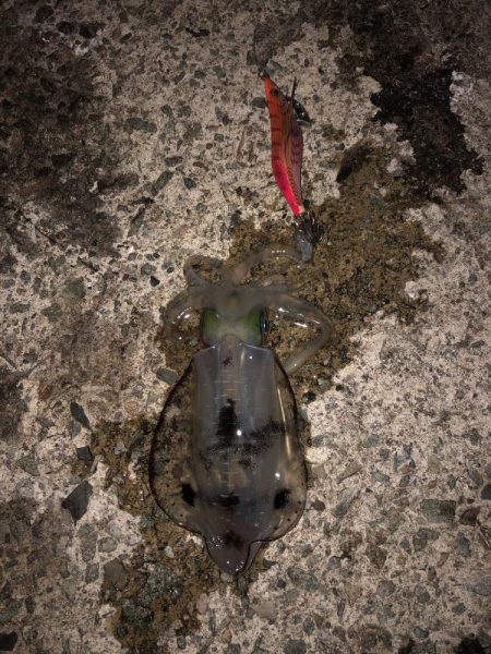 エギング　佐渡遠征②2日目