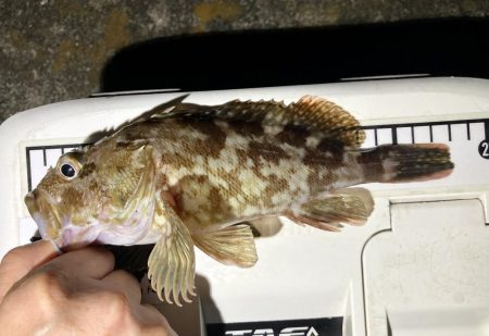 カサゴ釣りイベント1