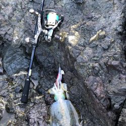 新子調査　シオ調査