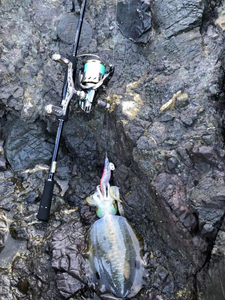 新子調査　シオ調査