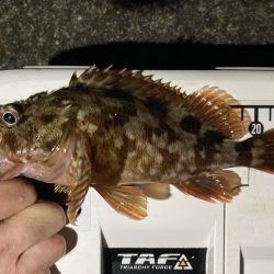 カサゴ釣りイベント4（更新ならず）