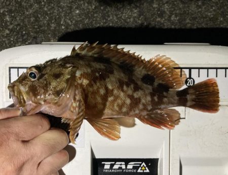 カサゴ釣りイベント4（更新ならず）