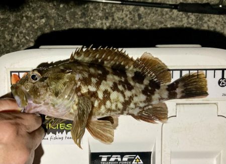 カサゴ釣りイベント5（更新ならず）