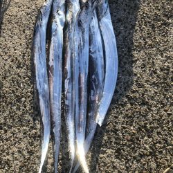 お手軽サーべリング