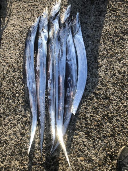 お手軽サーべリング