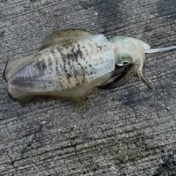 ★★爆風の中アオリイカゲット★★