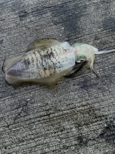 ★★爆風の中アオリイカゲット★★