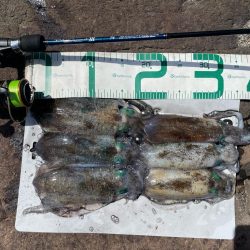 2023 佐渡ヶ島カヤックエギング 4回目【9月3日】