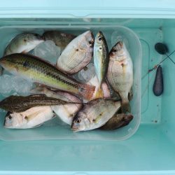 チャリコに降参　キスは何処に？