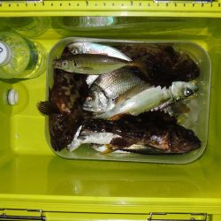 エビ撒きで恒例の５目釣り