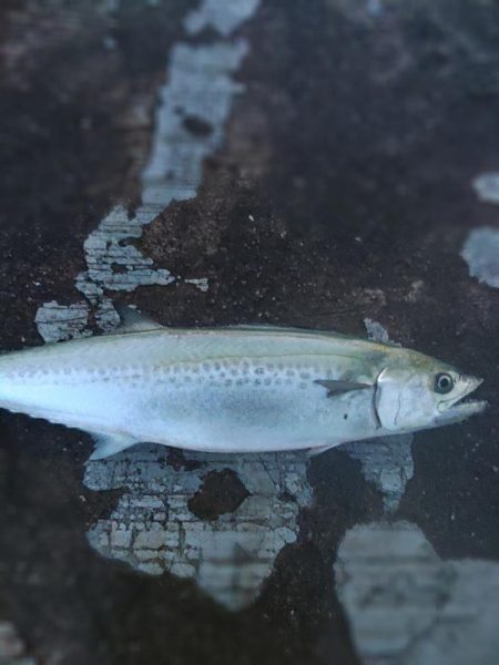 ツバスしか釣れません！