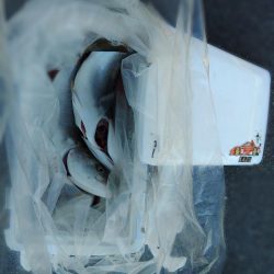 メジロしか・・・。