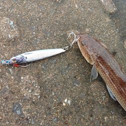 逃がした魚は・・・？