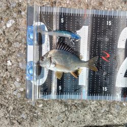 ぷら岸壁調査！！