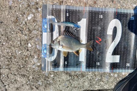 ぷら岸壁調査！！