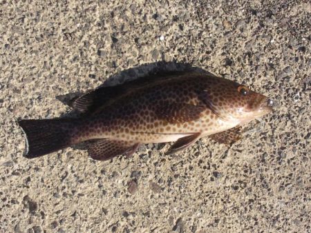 アジングで釣れました