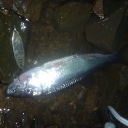 ナマズ狙いのはずが