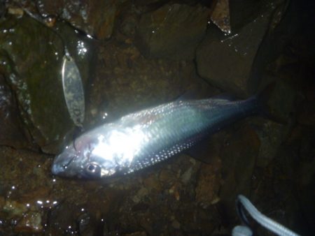 ナマズ狙いのはずが