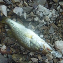 シャッドでバス釣り