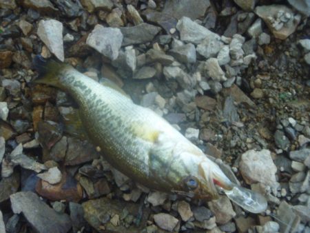 シャッドでバス釣り