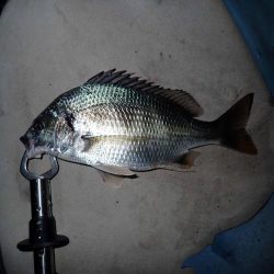 あと一歩で歳なし