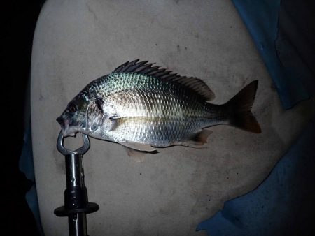 あと一歩で歳なし