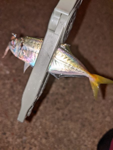 ボッチアジング