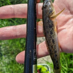 旧中川 ハゼ 台風後