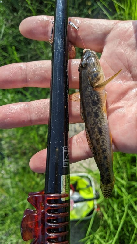 旧中川 ハゼ 台風後