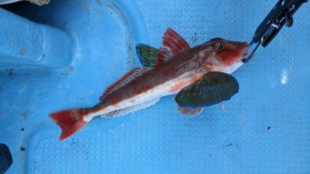 初物（サウス）