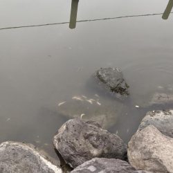 旧中川　ハゼ　大量死