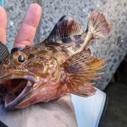 フナムシ怖すぎ