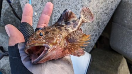 フナムシ怖すぎ