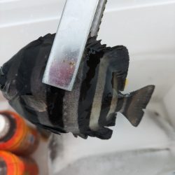 太刀魚釣れるかな