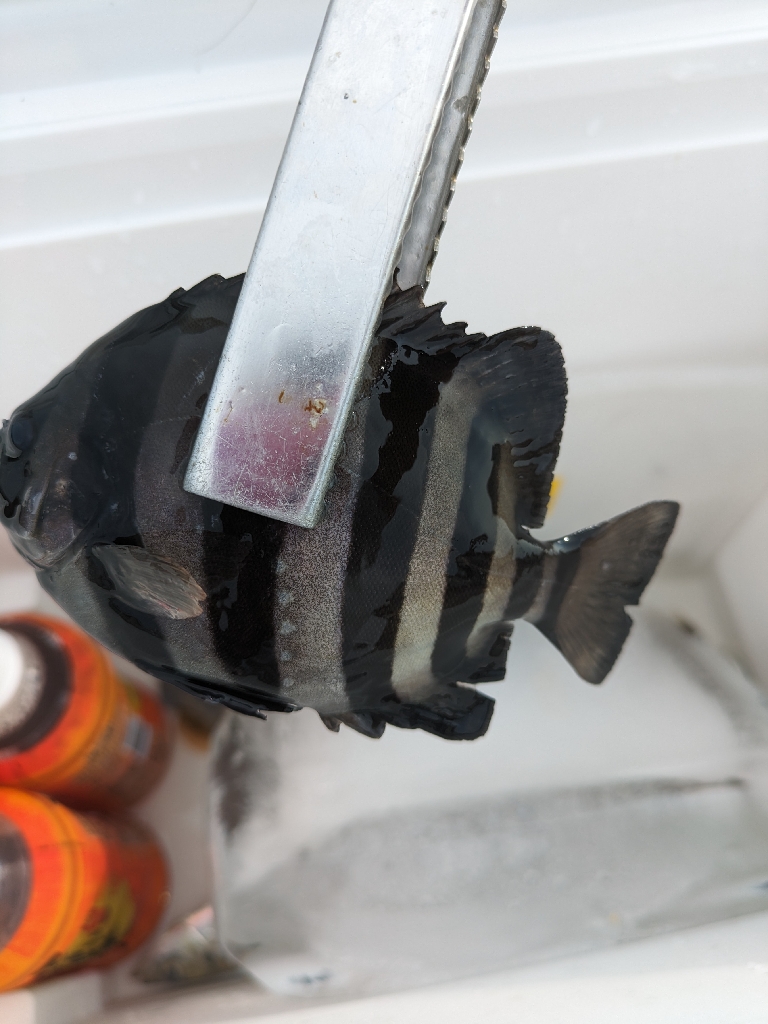 太刀魚釣れるかな