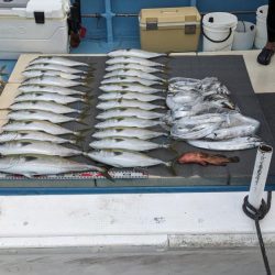 メジロ祭り(サウス)前半