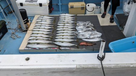 メジロ祭り（サウス）前半