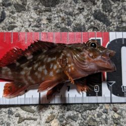 穴釣り&エギング