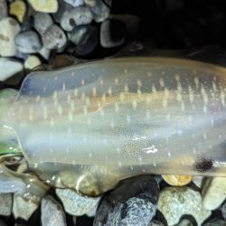 ナイトエギング